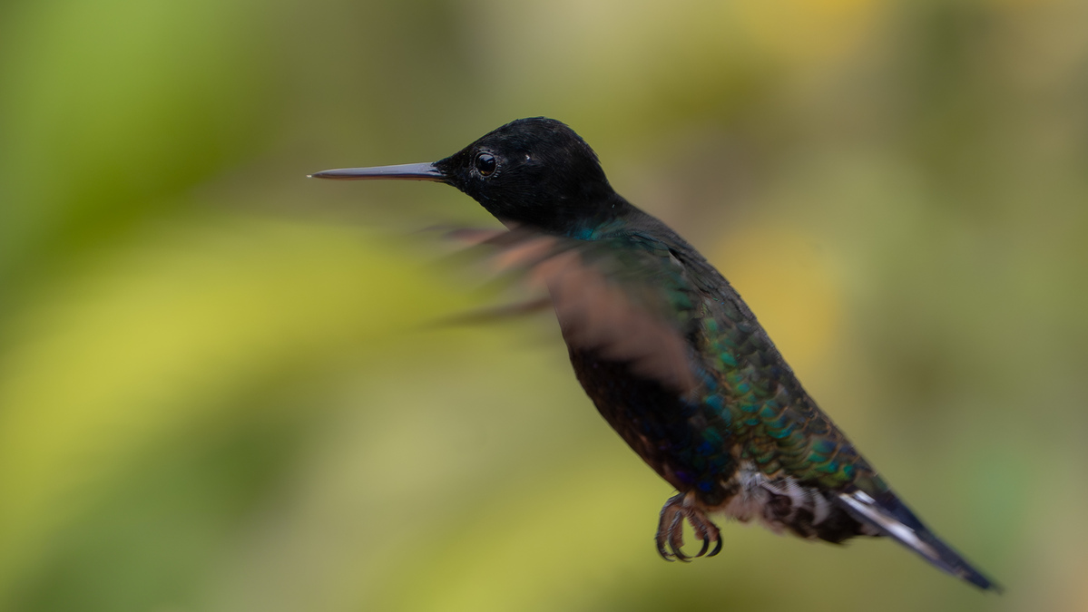 banner colibrí - josetops