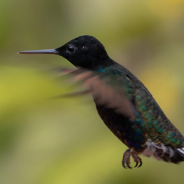 banner colibri - josetops